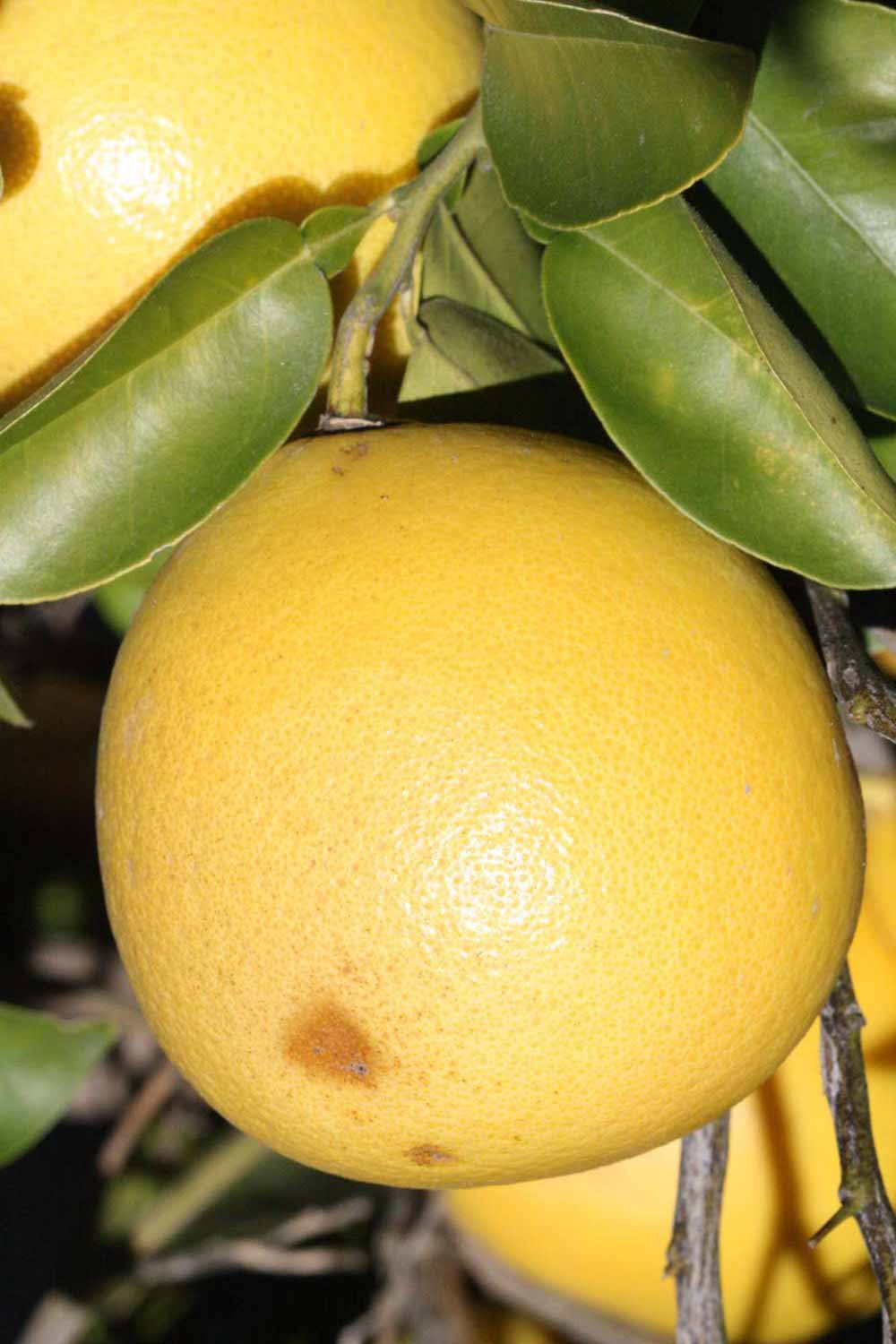              Fruit (Riverside, CA)       